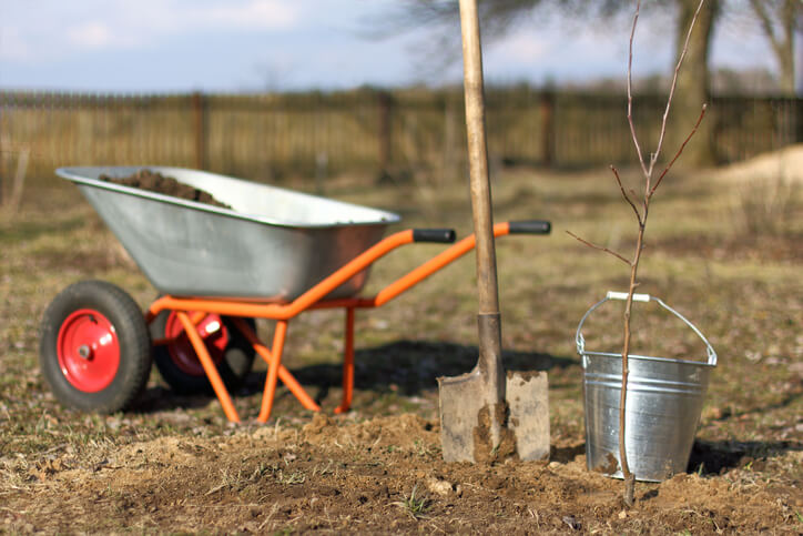 Vorteile des Umpflanzens im Frühling