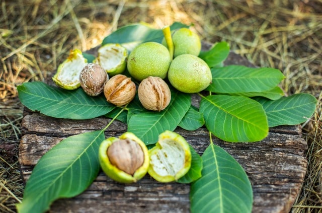 Walnuss Ernte - Zeitpunkt und Anleitung