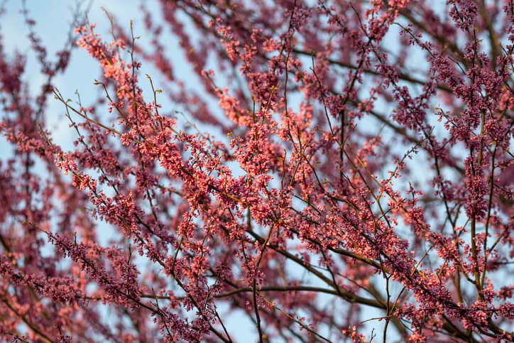 Wann ist der beste Zeitpunkt für den Beschnitt