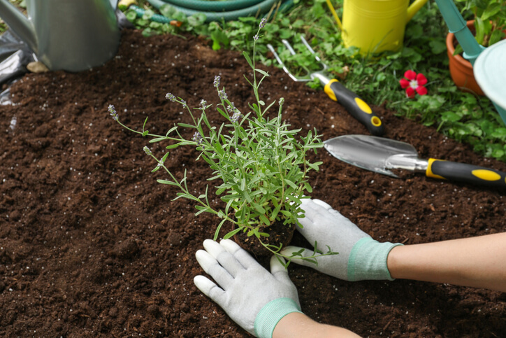 Wann wird Lavendel gepflanzt