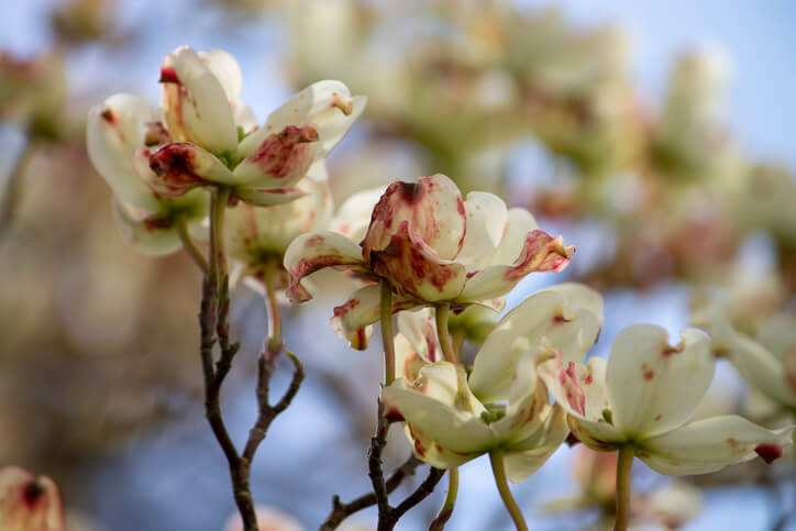 Warum bleibt die Blüte beim Hartriegel aus