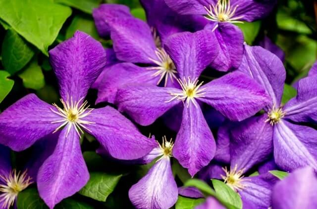 Warum wächst Clematis nicht mehr