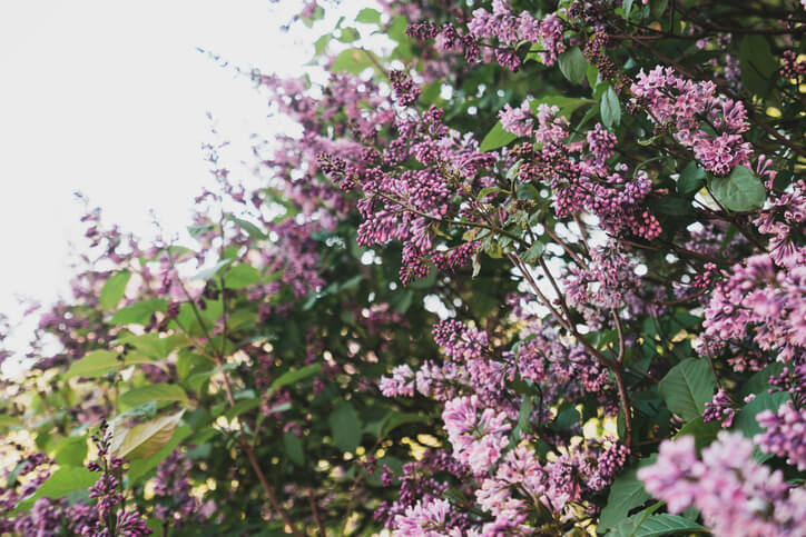 Was sind Wurzelausläufer