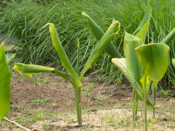 Was tun, wenn sich Kurkuma Blätter einrollen