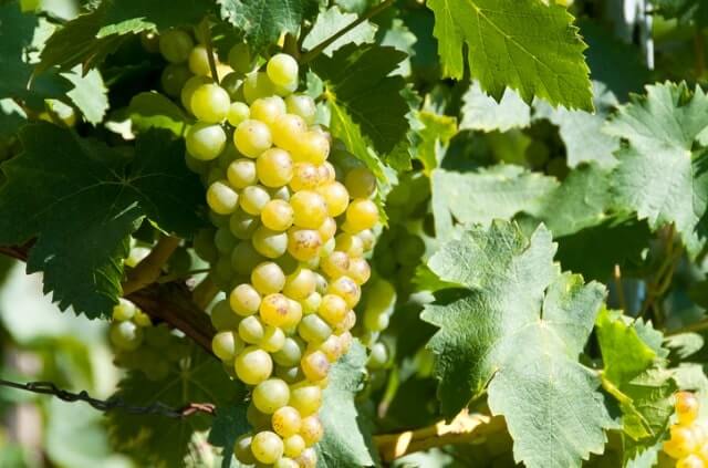 Weinrebe aus Kernen ziehen