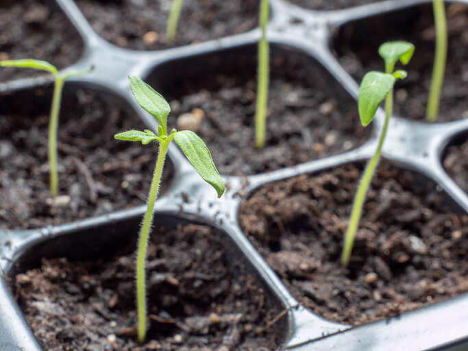 Welche Voraussetzungen braucht die Chili