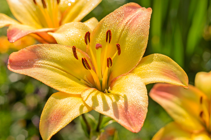 Welches Substrat eignet sich für Lilien