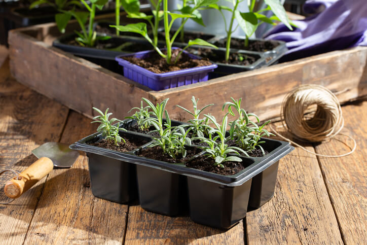 Wenn die Keimlinge sichtbar werden...