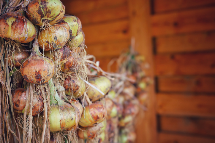 Wie Sie Zwiebeln richtig trocknen