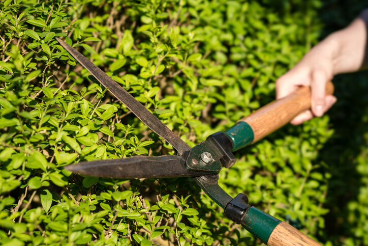 Wie schneide ich meine Hecke