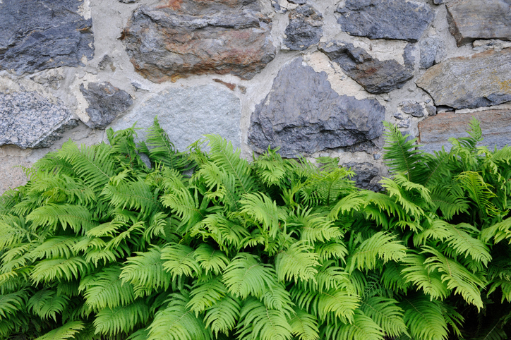 Wissenswertes über Bodendecker