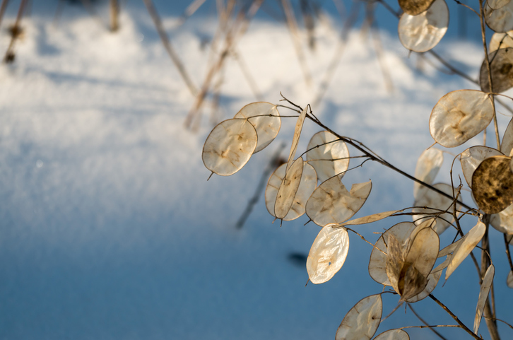 Wissenswertes über das Silberblatt