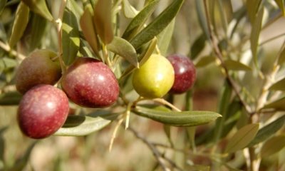Wissenswertes über den Olivenbaum Hojiblanca