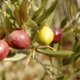 Wissenswertes über den Olivenbaum Hojiblanca