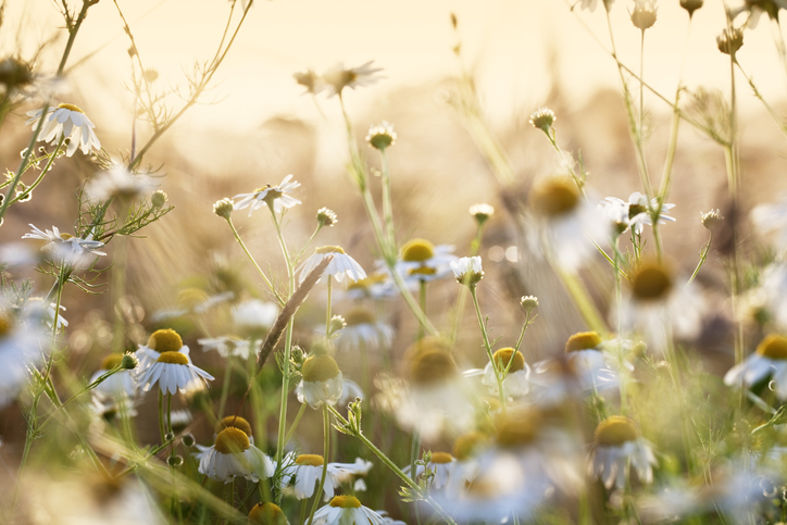 Wissenswertes über die Kamille