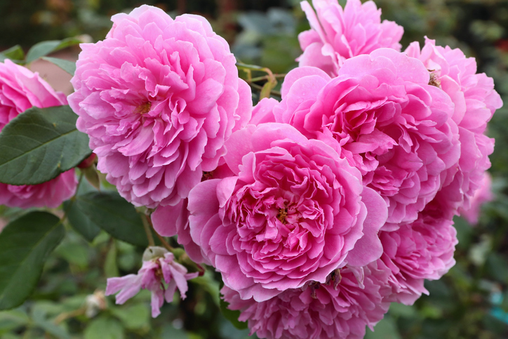 Wissenswertes über die Ramblerrose