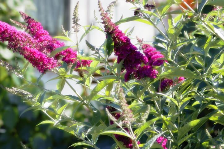 Womit Sommerflieder gedüngt werden sollte