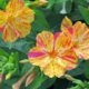 Wunderblume - Anzucht und Pflege