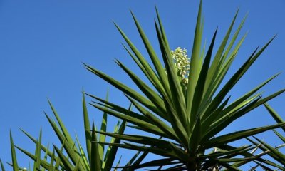 Yucca Palme hat gelbe Blätter - was tun