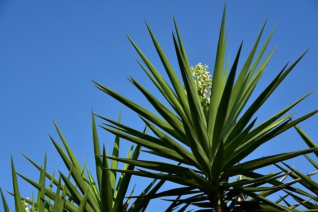 Yucca Palme hat gelbe Blätter - was tun