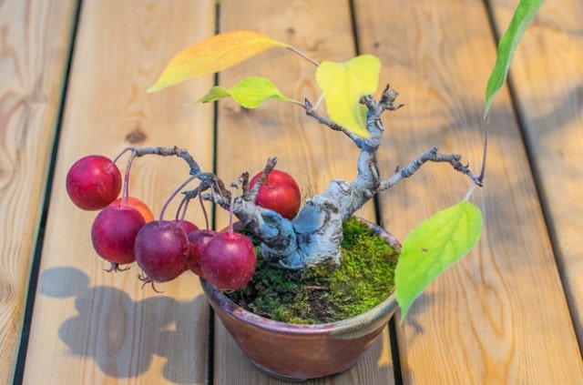 Zierapfel als Bonsai erziehen