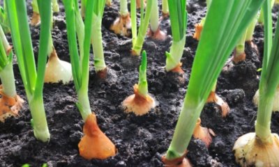 Zwiebeln vermehren - Tipps und Tricks zur erfolgreichen Vermehrung