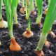 Zwiebeln vermehren - Tipps und Tricks zur erfolgreichen Vermehrung