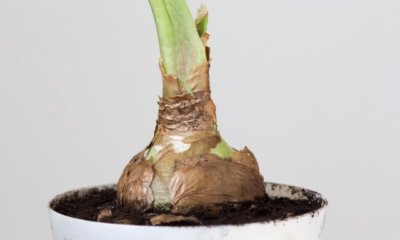 Amaryllis-Zwiebel eintopfen - so gehen Sie richtig vor