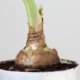 Amaryllis-Zwiebel eintopfen - so gehen Sie richtig vor