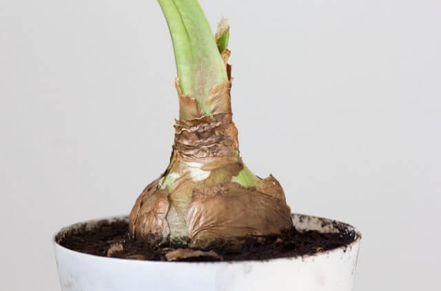Amaryllis-Zwiebel eintopfen - so gehen Sie richtig vor