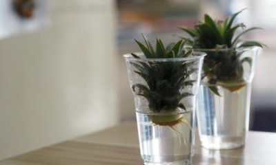 Ananas bewurzeln und einpflanzen