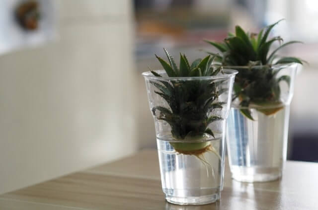 Ananas bewurzeln und einpflanzen