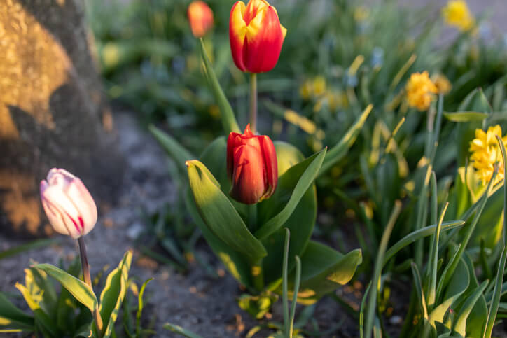 Auftakt des Blumenspiels - frühe Tulpensorten