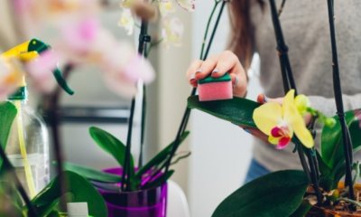 Blattpflege für Orchideen - Praktische Tipps