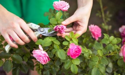 Buschrosen nach der Blüte schneiden
