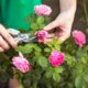 Buschrosen nach der Blüte schneiden