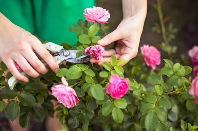 Buschrosen nach der Blüte schneiden