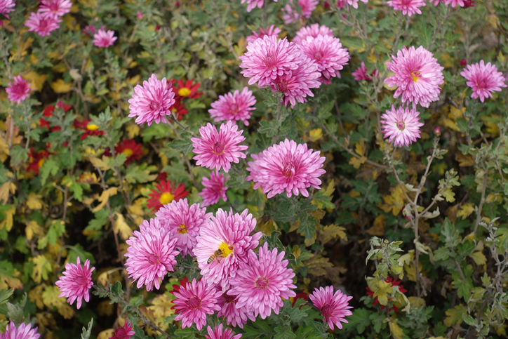 Chrysantheme 'Nebelrose'