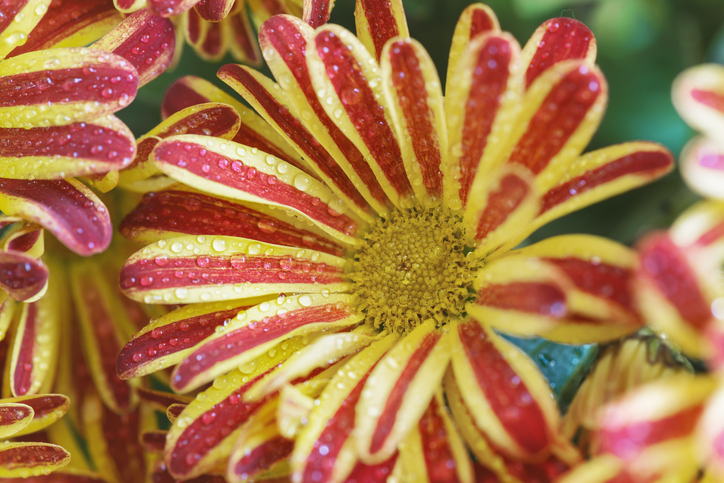 Chrysantheme 'Rainbow Carousel'