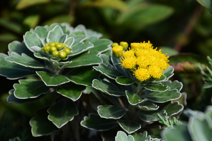 Chrysantheme 'Silberrand'
