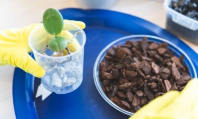 Die Aussaat von Orchideensamen ohne Nährboden