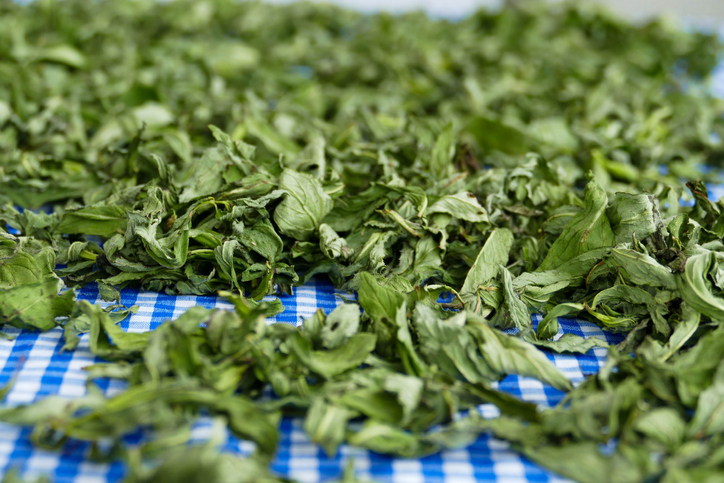 Die Minze im Backofen trocknen