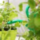 Diese Balkonpflanzen helfen gegen Mücken und Fliegen