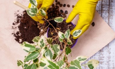 Ficus Benjamini umtopfen - Tipps und Anleitung