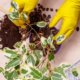 Ficus Benjamini umtopfen - Tipps und Anleitung