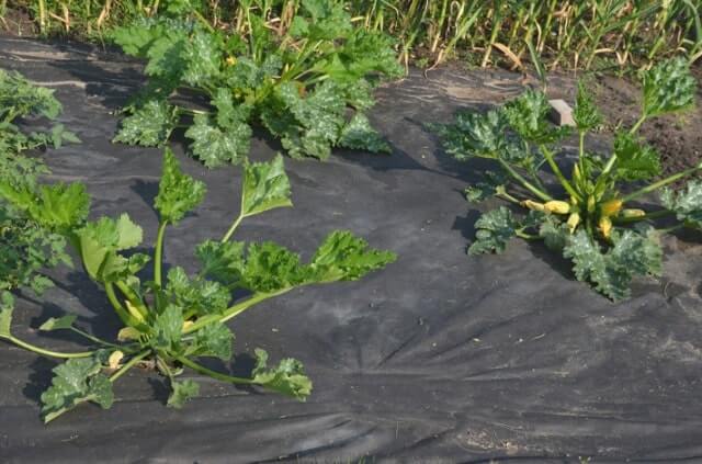 Folie gegen Unkraut im Garten verlegen