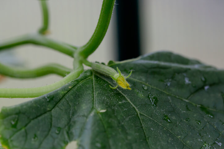 Freilandgurken ausgeizen