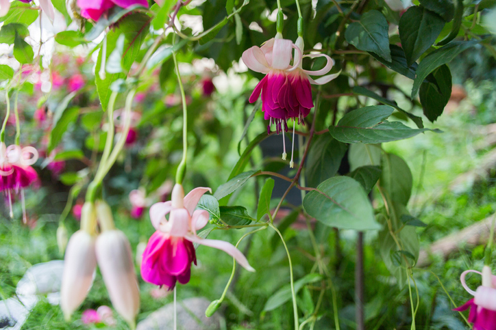 Fuchsien im Beet überwintern
