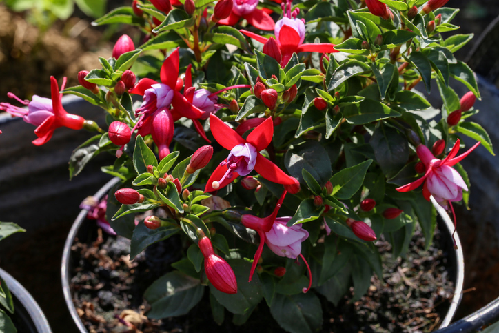 Fuchsien im Topf überwintern