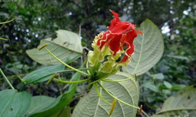 Gloriosa richtig überwintern - Tipps und Tricks